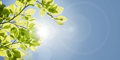 Hojas de primavera contra el cielo