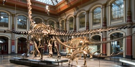 Dinosaur skeleton in the Museum of Natural History Berlin