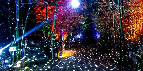 Christmas Garden 