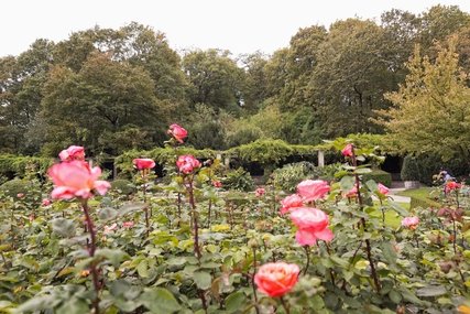 Rosenbeet im Volkspark Humboldthain