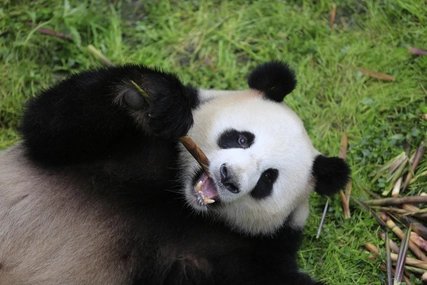 Pandabär Jiao Qingim im Berliner Zoo