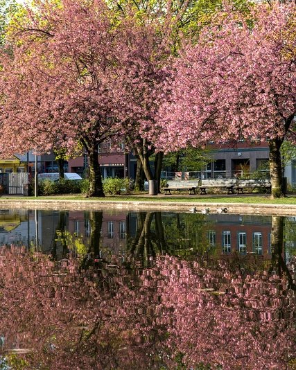 Kirschblüte