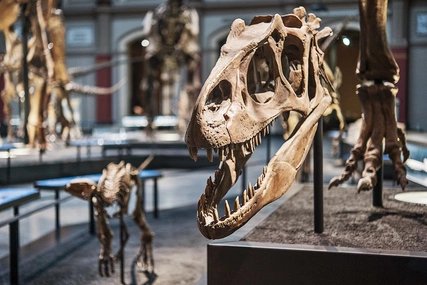 Dinosaur skeleton in the Museum of Natural History Berlin