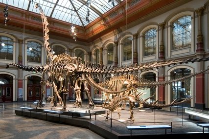 Dinosaurierskelett im Museum für Naturkunde Berlin