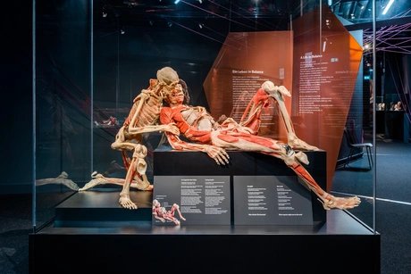KÖRPERWELTEN Museum Berlin