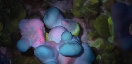 Ganoderma Multipileum unter UV-Licht