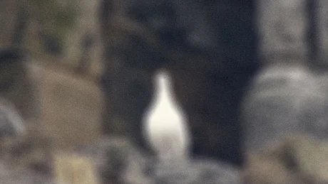 Unklare Aufnahme eines weißen Vogels vor einem felsigen, unscharfen Hintergrund.