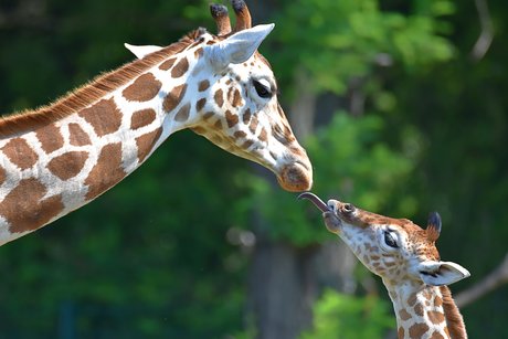 Jirafas en el Tierpark Berlin