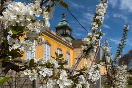 Die Neuen Kammern im Park Sanssouci - Frühling