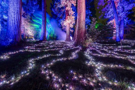 Christmas Garden 