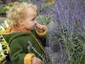 Traditionsfest mit Herbstblütenpracht, Live-Musik und Kinderprogramm Traditionsfest mit Herbstblütenpracht, Live-Musik und Kinderprogramm