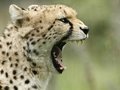 Cheetah Tierpark Berlin