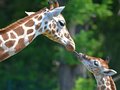 Jirafas en el Tierpark Berlin