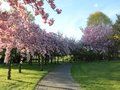 Cherry blossoms at Gardens of the World
