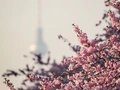 Kirschblüte