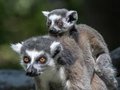 Tierpark Berlin