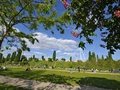Meadow at Berlin Mauerpark