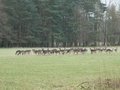 Rehe im Wildgehege im Spandauer Forst