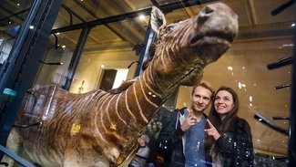 Coppia al Museum für Naturkunde Berlin