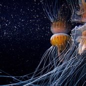 Aquarium Berlin, Schirmquallen