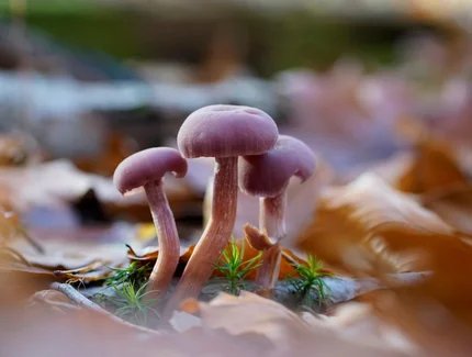 Pilze