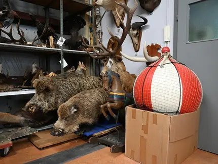 Sophie Kovel, Prop Department (Taxidermy), Studio Babelsberg AG, 2026