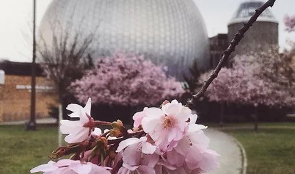 Kirschblüte vor dem Planetarium Prenzlauer Allee