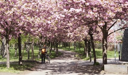 Kirschblüten